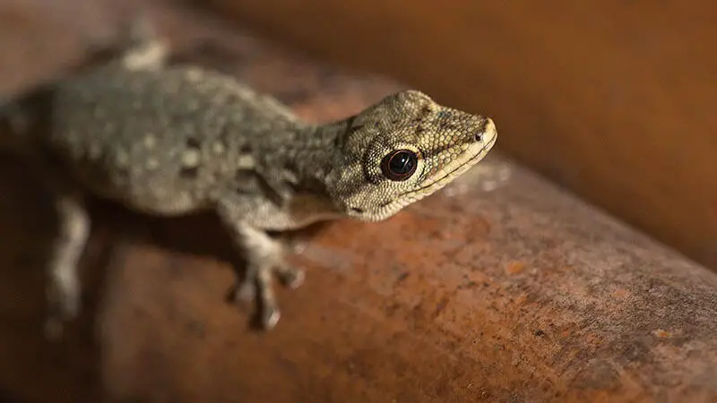 تعرف على تفسير حلم الوزغ على الجسم في المنام لابن سيرين