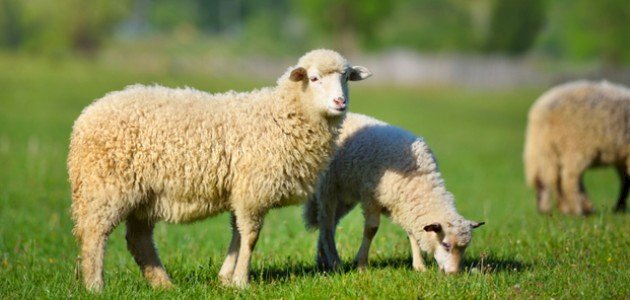 تعرف على تفسير حلم الخروف في المنام لابن سيرين