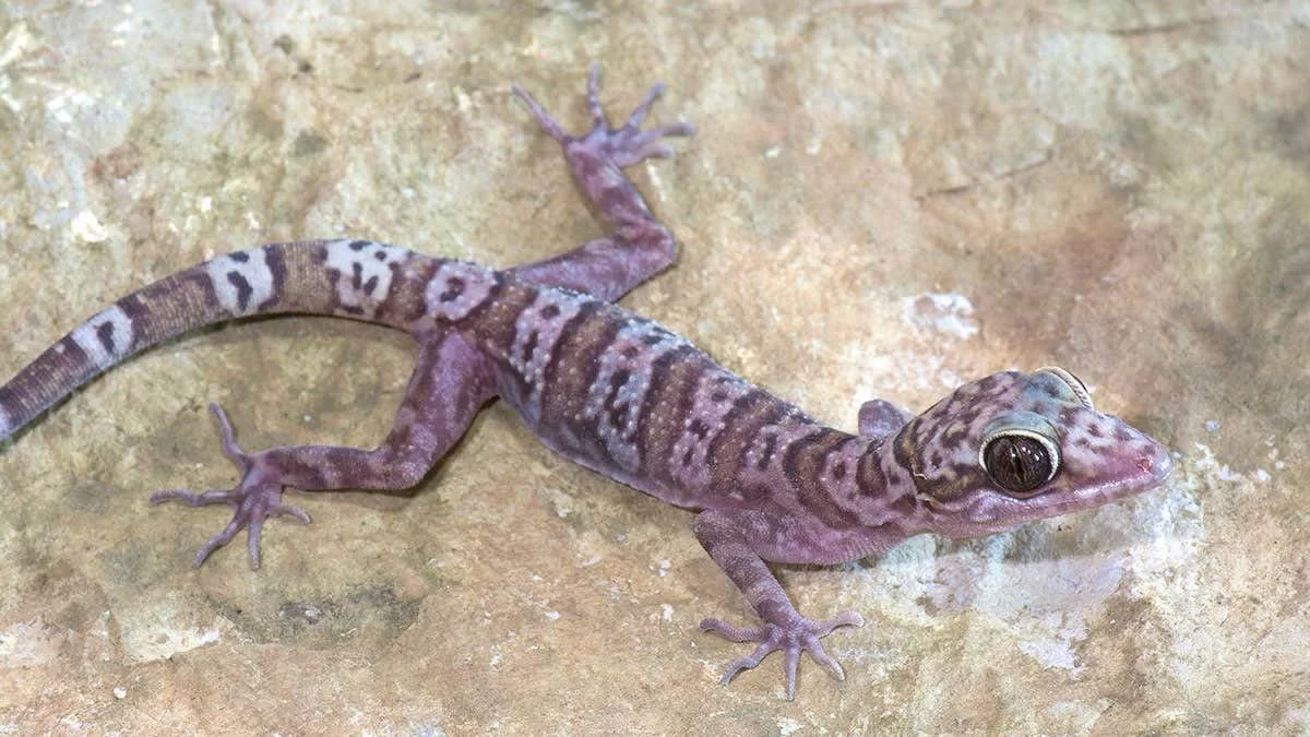 تعرف على تفسير رؤية الوزغ في المنام بشارة خير لابن سيرين