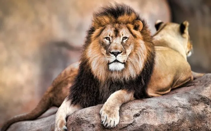 ما هو تفسير رؤية اسد في المنام لابن سيرين