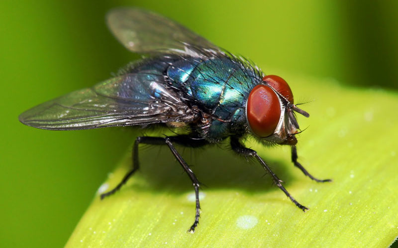 تأويلات ابن سيرين لتفسير حلم الذباب في المنام