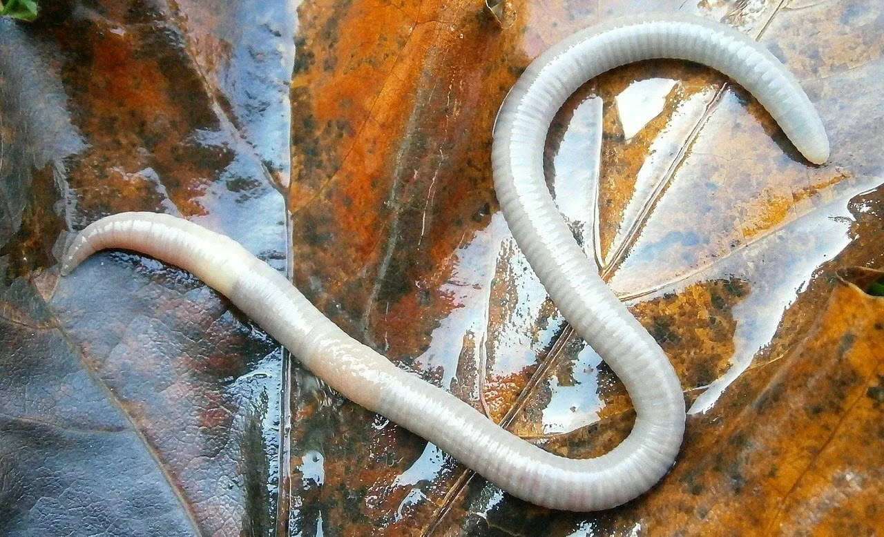 تأويلات تفسير رؤية الدود في المنام للمتزوجة لابن سيرين